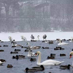 Mute swans and mallards swim in a lake during snowy winter day on the outskirts of Minsk