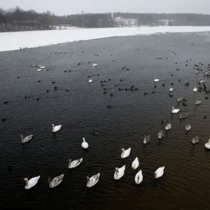 Mute swans and mallards swim in a lake during snowy winter day on the outskirts of Minsk Mute swans and mallards swim in a lake during snowy winter day on the outskirts of Minsk