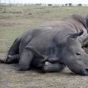 Najin and her daughter Patu, the last two northern white rhino females