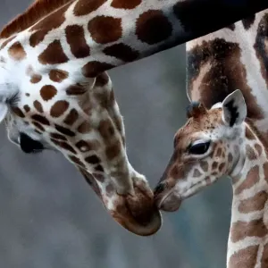 Animals