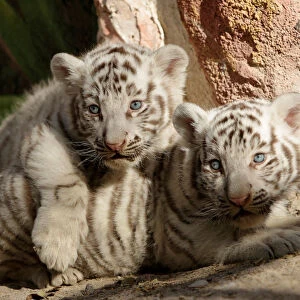 Newborn white Bengal tiger cubs are shown to the media at San Jorge zoo in Ciudad Juarez