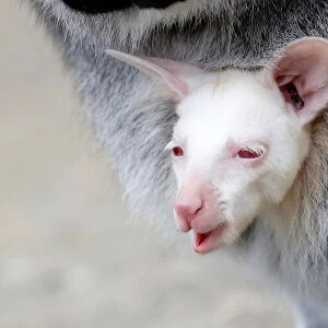 A newly born albino red-necked wallaby joey is carried by its mother in their enclosure
