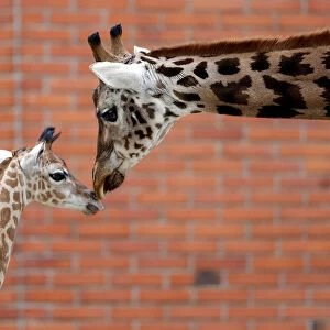 A newly born baby Rothschilds giraffe is seen inside its enclosure in Liberec