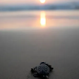 A newly-hatched baby sea turtle makes its way into the Mediterranean Sea for the first time A newly-hatched baby sea turtle makes its way into the Mediterranean Sea for the first time