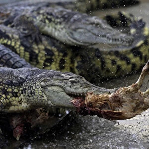 A Nile crocodile eats a chicken at a farm in the South Moravian village of Velky Karlov