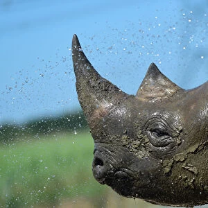 Nkosi, a critically endangered Eastern Black Rhino is hosed down by its keeper at Folly