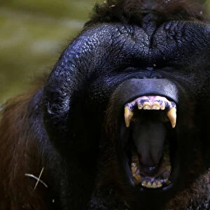 Nunak, Bornean orangutan, yawns in the enclosure at Usti nad Labem Zoo, Usti nad Labem