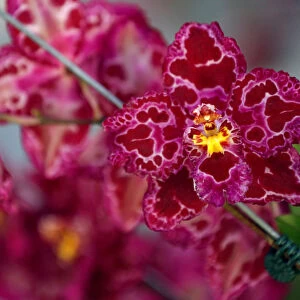 Colombia Collection: Orchid