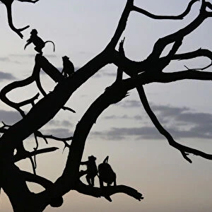 Olive baboons sit in a tree at dusk in Amboseli National park