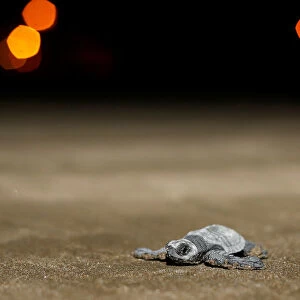 An Olive Ridley turtle hatchling crawls towards the ocean at a beach in Same