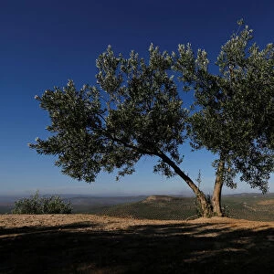 An olive tree stands in front of olive groves in Porcuna, southern Spain