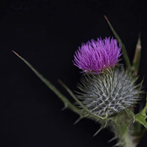 The onopordum acanthium or Scottish thistle is seen growing in Finsbury Park in London