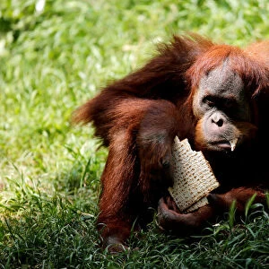 An orangutan eats matza, a traditional unleavened bread eaten during the upcoming Jewish