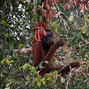 An orangutan hangs on a tree at a pre-release island used by Borneo Orangutan Survival Foundation