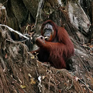 An orangutan is pictured at a pre-release island used by Borneo Orangutan Survival Foundation