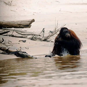 An orangutan is pictured at a pre-release island used by Borneo Orangutan Survival