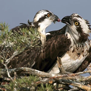 An osprey feeds its chick on a nest in a marsh near the remote village of Rasolai