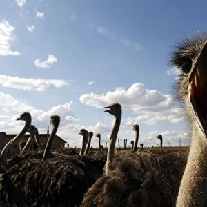 An ostrich reacts at an ostrich farm in the village of Yasnogorodka