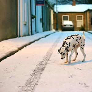 Otta the Dalmation dog looks at the fallen snow in Dublin