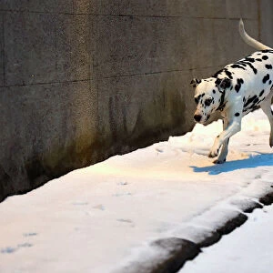 Otta the Dalmation dog runs in the snow in Dublin