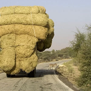 An overloaded truck carries bales of rice stalks near Rosso