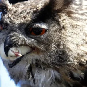 Owl eats dead poultry during falconers show in Berlin Owl eats dead poultry during falconers show in Berlin