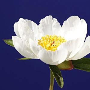 A Paeonia Lactiflora, commonly known as White Wings, is displayed as preparations