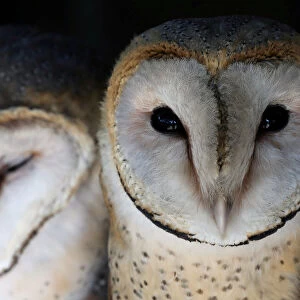 A pair of barn owls looks on at a rehabilitation and conservation centre at the Spier