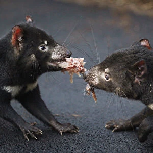 A pair of Tasmanian Devils tussles for a piece of rabbit in a new breeding centre at