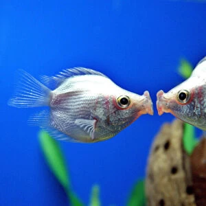 A pair of tropical "kissing fish"kiss in Shanghai
