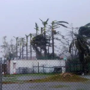 Palm trees buckle under rain after Hurricane Earl hits, in Belize City Palm trees buckle under rain after Hurricane Earl hits, in Belize City