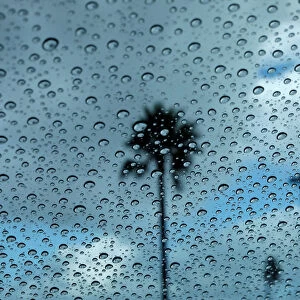 Palm trees are pictured through rain drops on a car window after a rainstorm in Encinitas