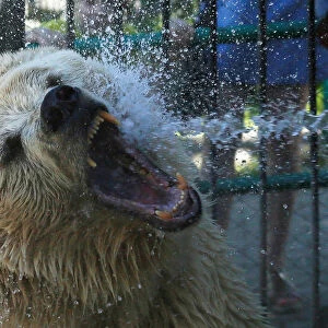 Pamir the bear is sprayed with water to cool down on a hot summer day at the Royev Ruchey