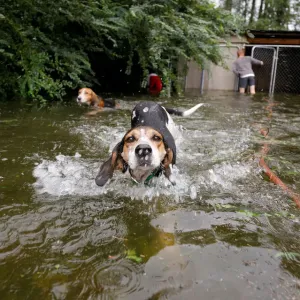 Panicked dogs that were left caged by an owner who fled rising flood waters in Panicked dogs that were left caged by an owner who fled rising flood waters in