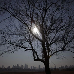 A parched tree is silhouetted in the hazy cityscape of Cuiaba