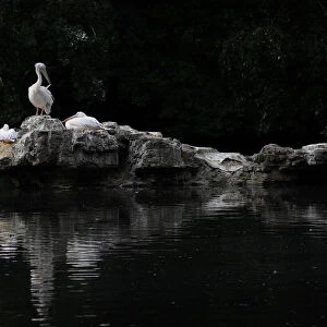 A pelican preens its feathers in St. Jamess Park during hot weather in London