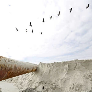 Pelicans fly above dredging equipment at St. Augustine Beach in Florida
