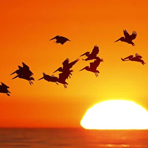 Pelicans silhouetted by a setting sun fly as they look for fish along the California