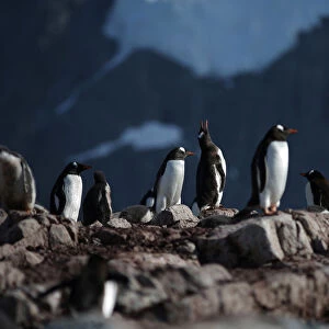 Penguins stand on Curverville Island, Antarctica