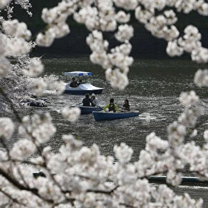 People admire fully-bloomed cherry blossoms at a park in Tokyo