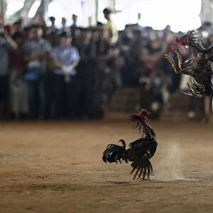 People watch roosters fight during a celebration for the New Year of the Dai minority