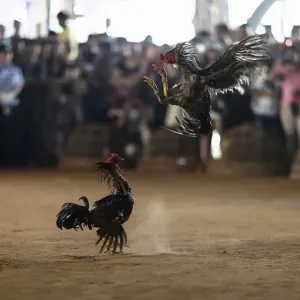 People watch roosters fight during a celebration for the New Year of the Dai minority