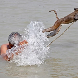 Pet monkey, Ramu jumps as his handler bathes in the waters of the Ganges River in Kolkata