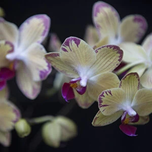 A Phalaenopsis bee sting orchid is displayed during the media launch of the Alluring