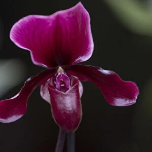 A Phaphiopedilum Maudiae Black Jack orchid is displayed during the media launch