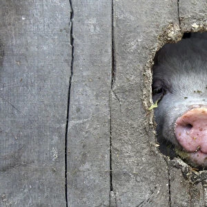 A pig pokes its nose through a hole in a fence in the eastern Hungarian village of