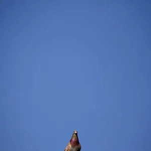 A pigeon sits on a roof top in front of an unusually clear sky in central London