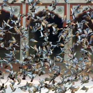 Pigeons fly inside complex of Jama Masjid in the old quarters of Delhi, India