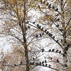 Pigeons are seen on a tree during a foggy autumn day in a park in Minsk
