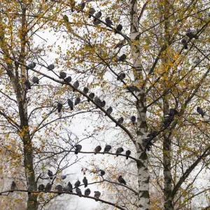 Pigeons are seen on a tree during a foggy autumn day in a park in Minsk Pigeons are seen on a tree during a foggy autumn day in a park in Minsk